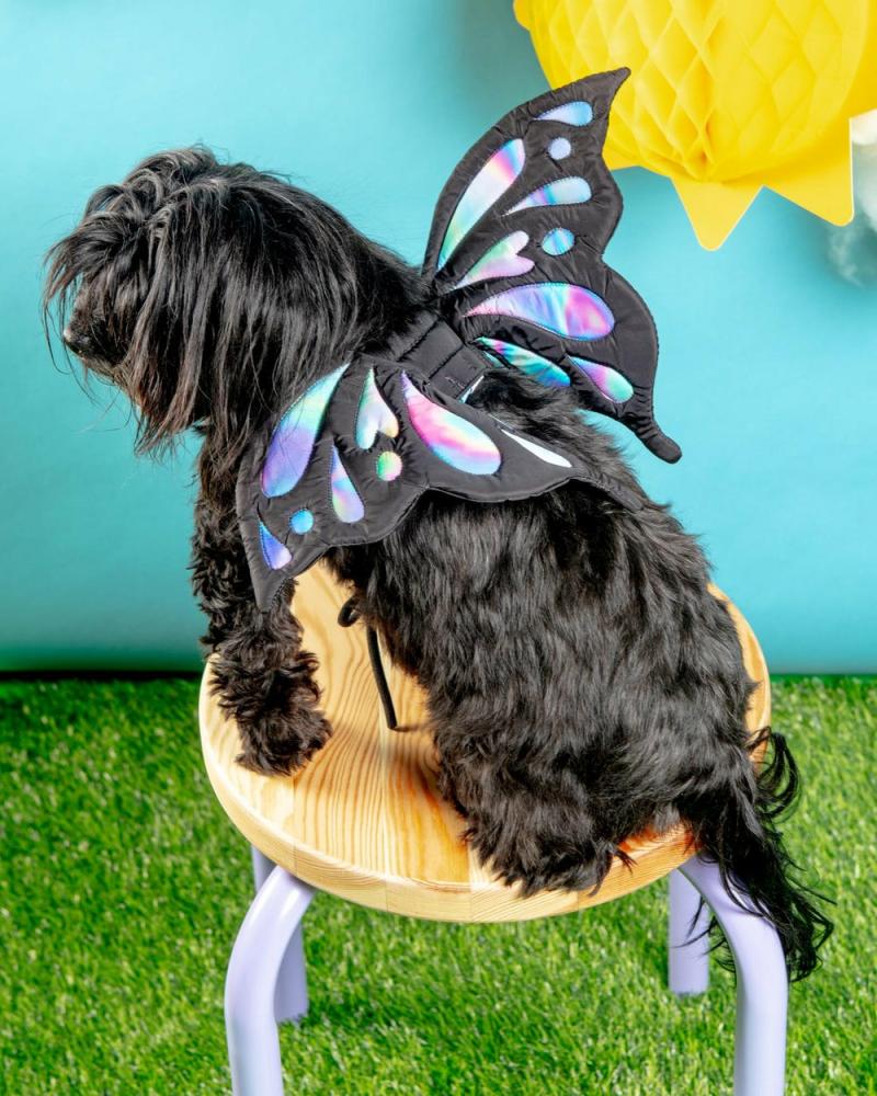 Accessories |   Adjustable Tie-On Butterfly Wings For Dogs Accessories Accessories