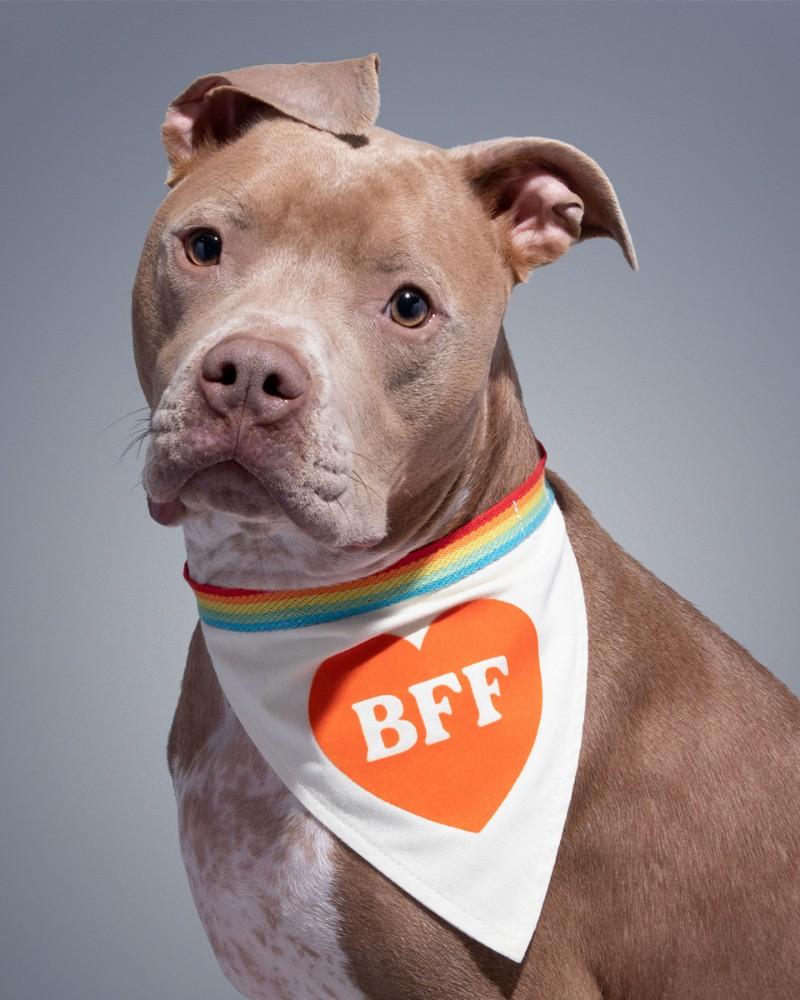 Accessories |   Bff Dog Bandana Accessories Accessories