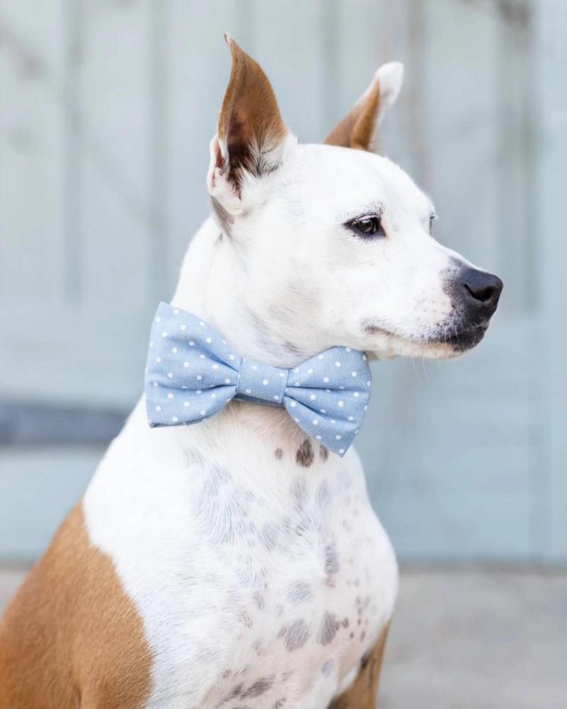 Accessories |   Chambray Dots Dog Bow Tie (Made In The Usa) Accessories Accessories