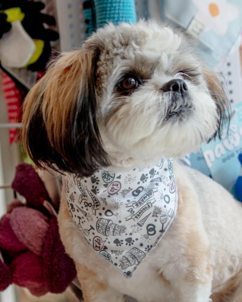 Accessories |   Dog Bandana For Weddings Or Engagement (Made In The Usa) Accessories Accessories