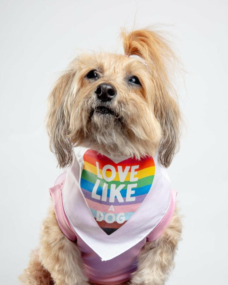 Accessories |   Love Like A Dog Pride Bandana Accessories Accessories