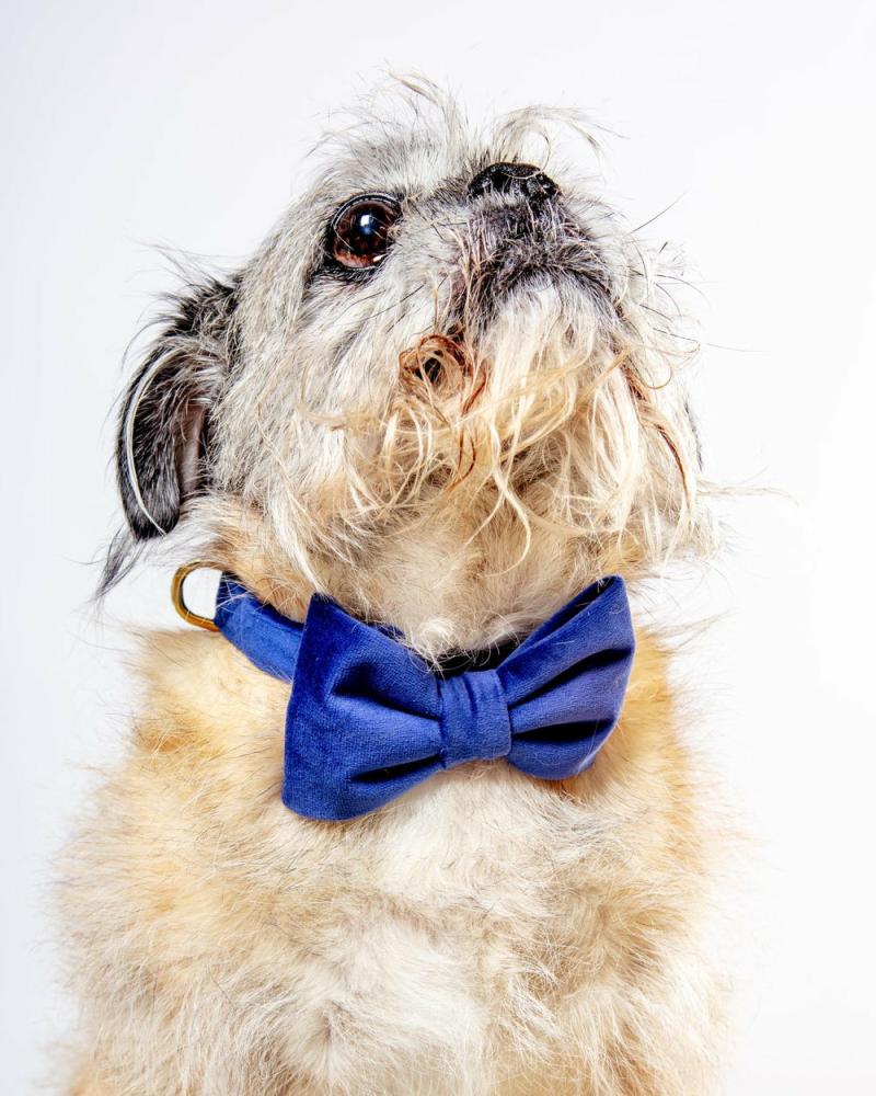 Accessories |   Navy Velvet Dog Bow-Tie (Made In The Usa) Accessories Accessories