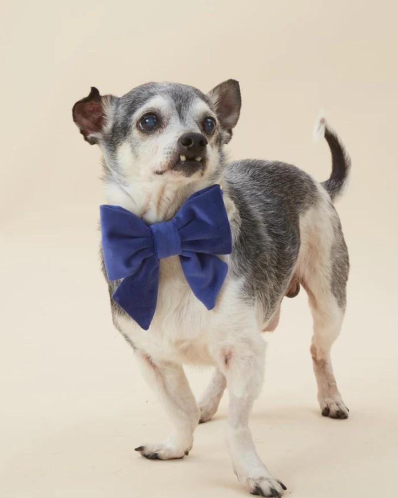 Accessories |   Navy Velvet Dog Lady Bow (Made In The Usa) Accessories Accessories