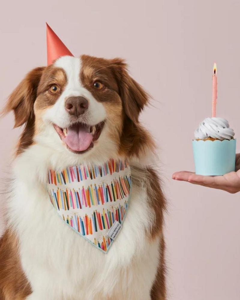 Accessories |   Rifle Paper Co. X Tfd Birthday Candles Dog Bandana Accessories Accessories