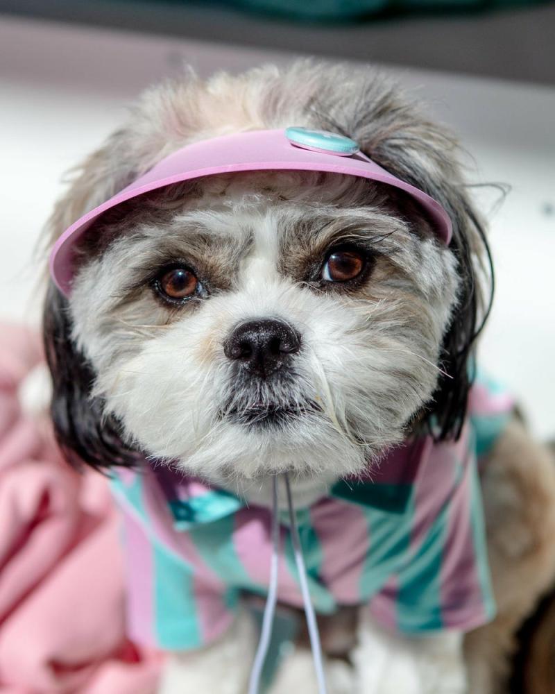 Accessories |   Visor Pet Hat In Pink (Made In The Usa) Accessories Accessories