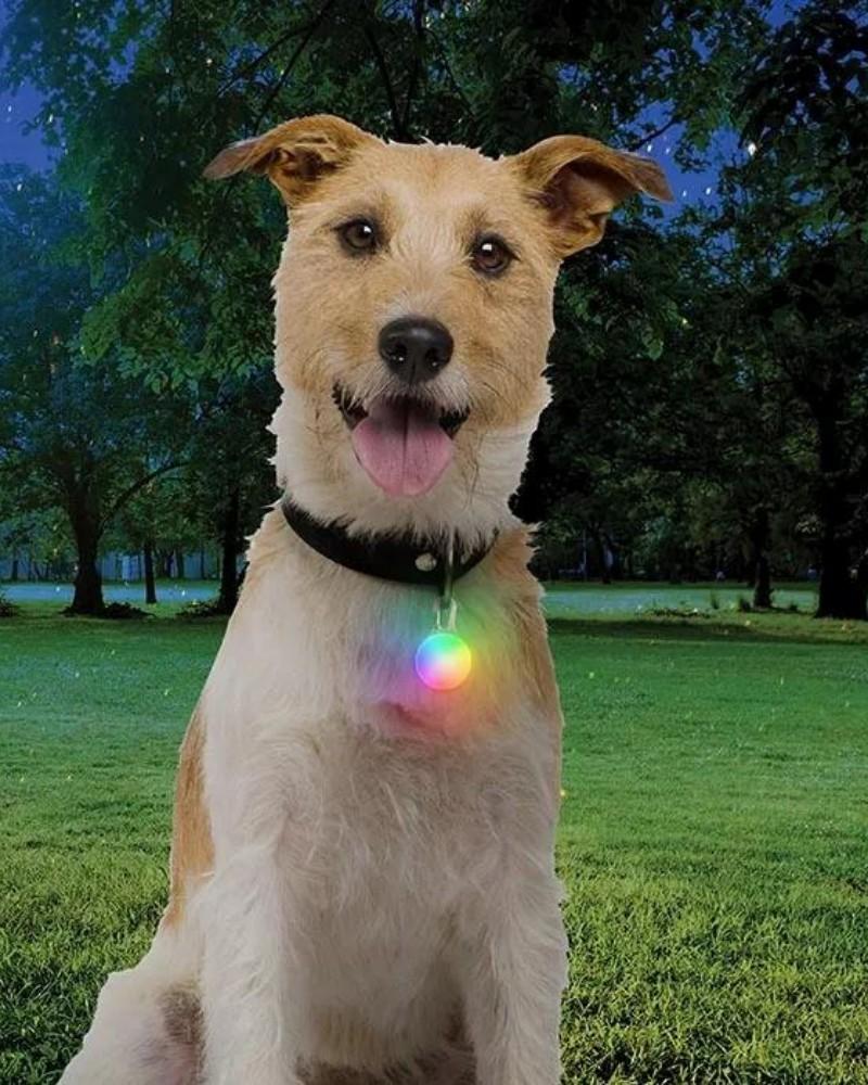 Add-Ons |   Rechargeable Dog Collar Light In Disc-O-Tech Add-Ons Add-Ons