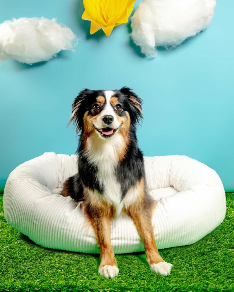 Beds |   Donut Dog Bed In Marshmallow Micro-Velvet (Direct-Ship) Beds Beds