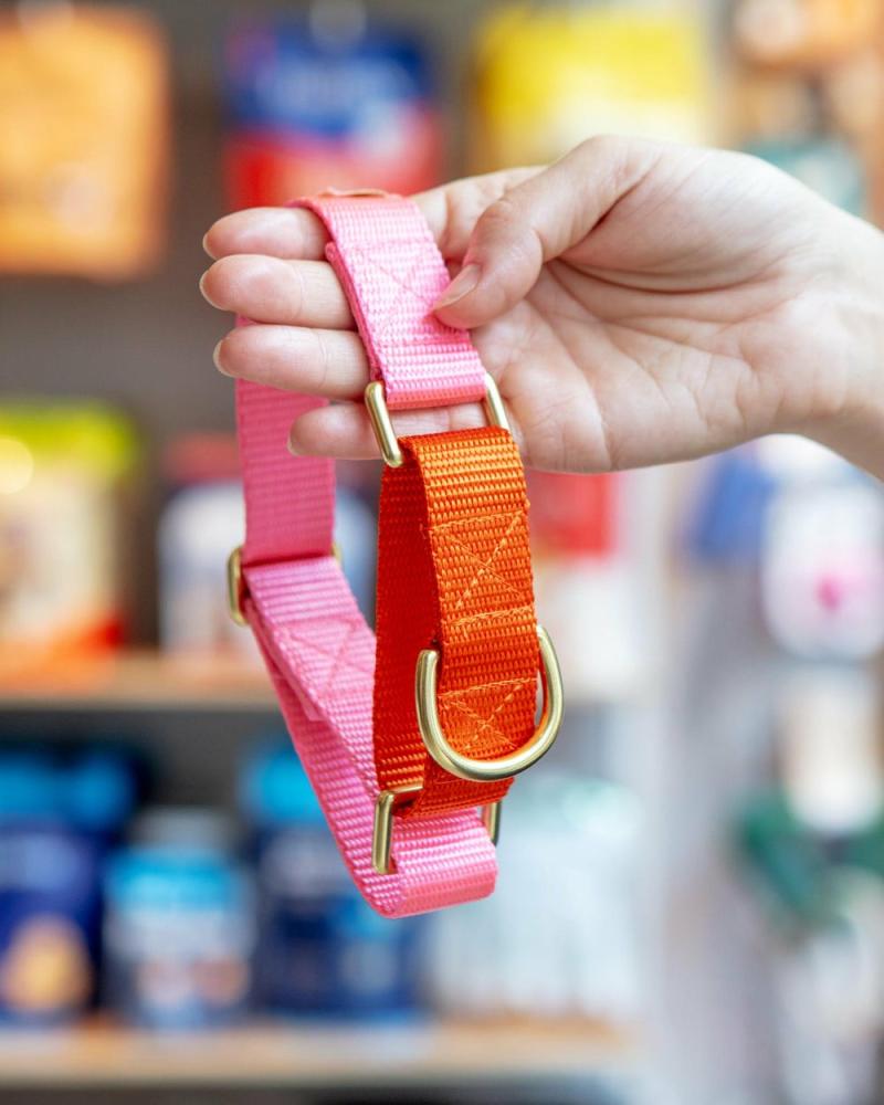 Collars |   Martingale Dog Collar In Pink + Orange (Made In The Usa) Collars Collars