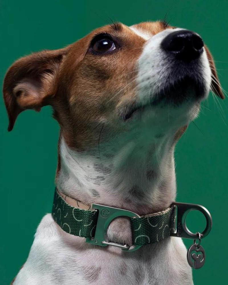 Collars |   Sabine Vegan Dog Collar (Final Sale) Collars Collars