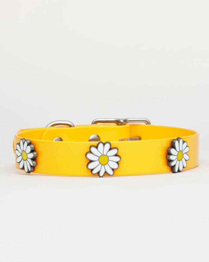 Collars |   The Daisy Hydro Dog Collar (Made In Canada) Collars Collars