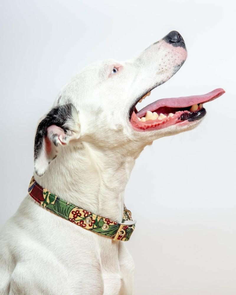 Collars |   William Morris Golden Lily Dog Collar Collars Collars