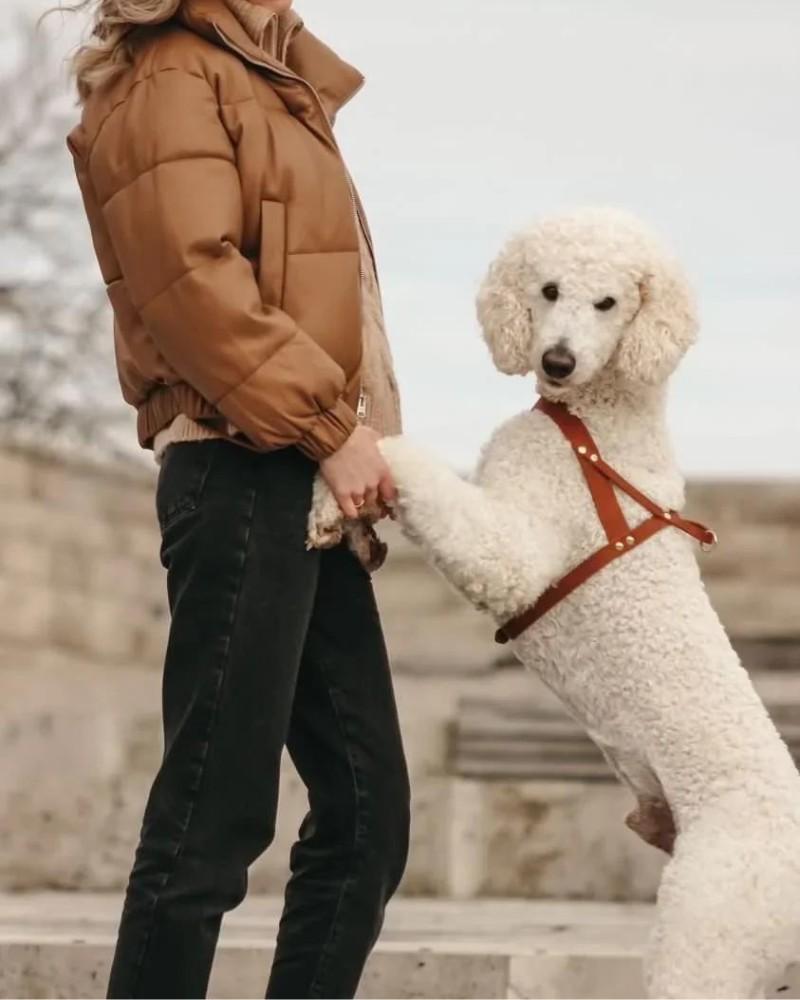 Harnesses |   Butter Leather Dog Harness In Sahara Cognac (Made In Austria) Harnesses Harnesses