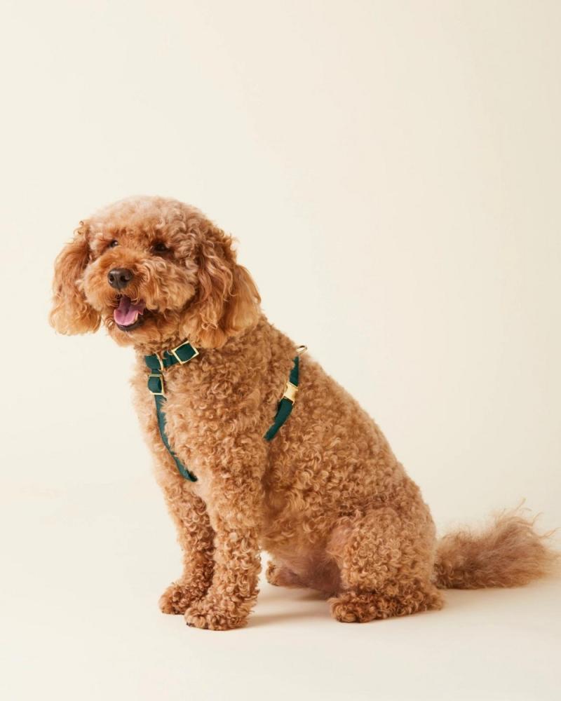 Harnesses |   Evergreen Dog Harness Harnesses Harnesses