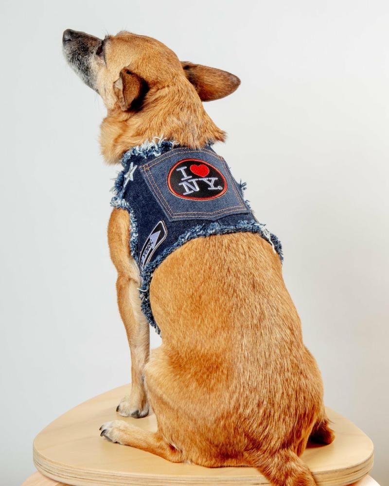 Harnesses |   Nyc Denim Dog Harness (Dog & Co. Exclusive) Harnesses Harnesses