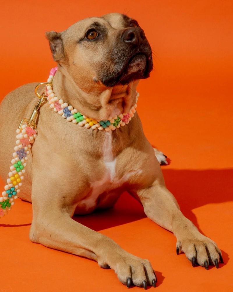 Leads |   Broadway Beaded Dog Leash In Matinee (Made In The Usa) Leads Leads