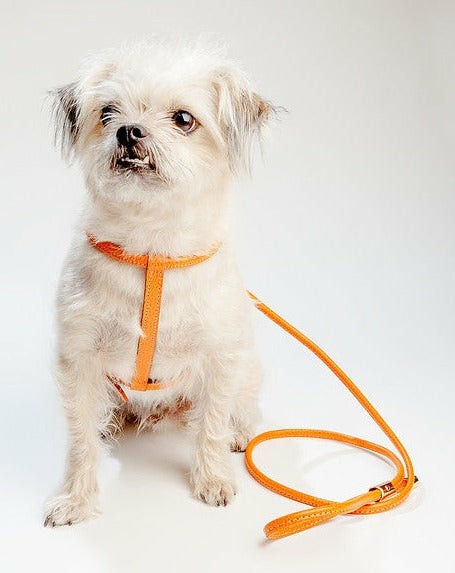 Leads |   Italian Leather Dog Leash In Orange Leads Leads