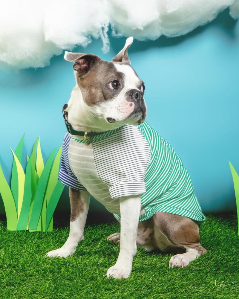 T-Shirts, Sweaters, Fleeces |   Green & White Striped Dog T-Shirt (Made In The Usa) T-Shirts, Sweaters, Fleeces T-Shirts, Sweaters, Fleeces