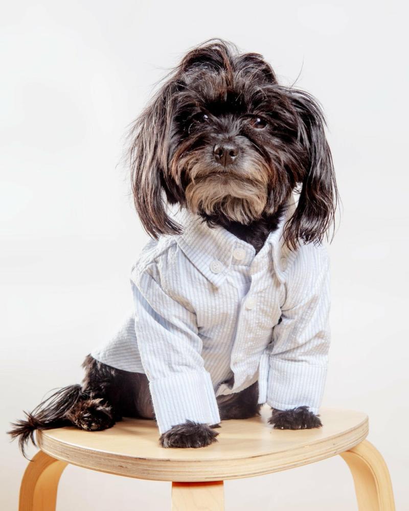 T-Shirts, Sweaters, Fleeces |   Slim Fit Organic Cotton Button Down Dog Shirt In Striped Blue T-Shirts, Sweaters, Fleeces T-Shirts, Sweaters, Fleeces