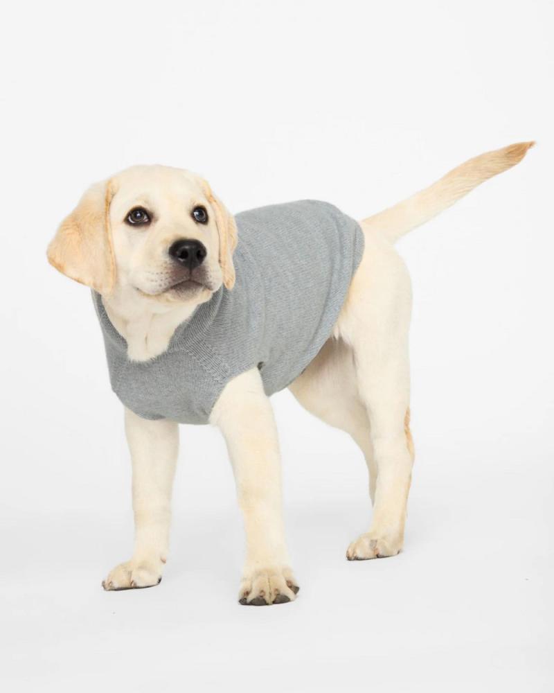 T-Shirts, Sweaters, Fleeces |   The Cashmere Dog Hoodie Dog & Co X Brochu Walker Exclusive T-Shirts, Sweaters, Fleeces T-Shirts, Sweaters, Fleeces