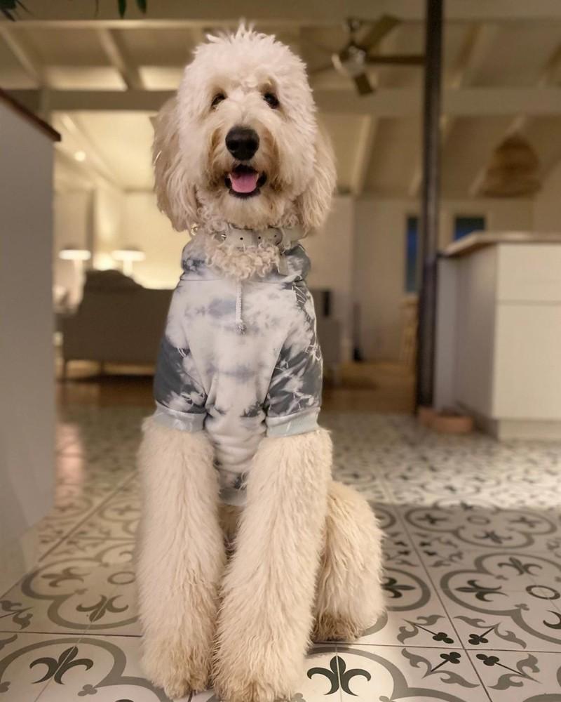 T-Shirts, Sweaters, Fleeces |   Tie Dye Dog Hoodie In Grey & White T-Shirts, Sweaters, Fleeces T-Shirts, Sweaters, Fleeces