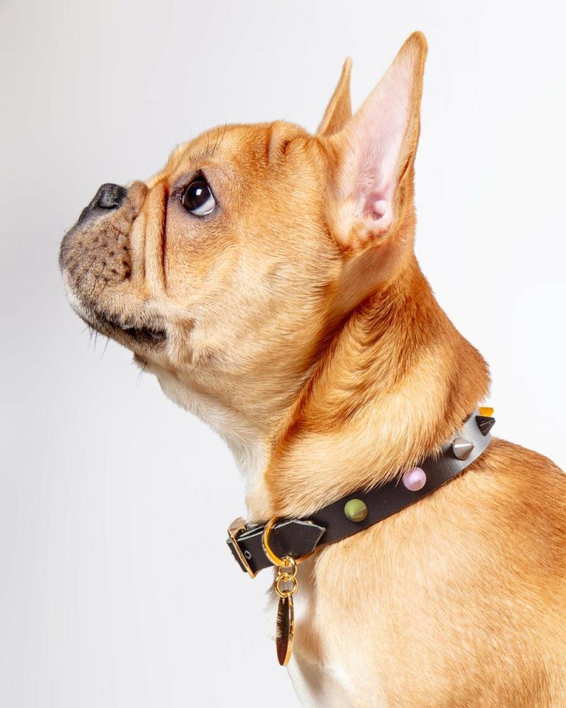 Collars |   Smooth Spike Dog Collar In Rocky Noir Collars Collars