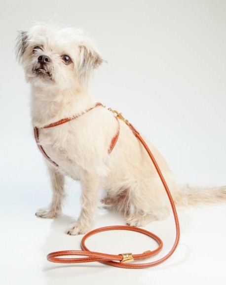 Leads |   Italian Leather Dog Leash In Luggage Brown Leads Leads